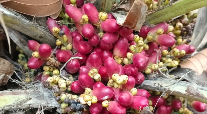বিরলের শালবনে বিপন্ন খুদি খেজুরের দেখা!
